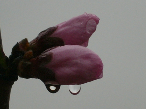 P1020455.JPG