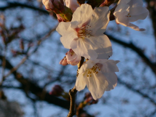 P1020161.JPG