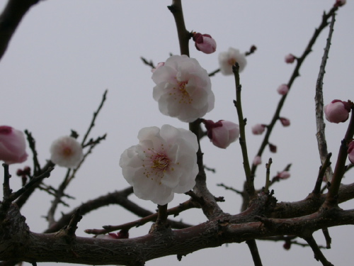 P1010921.JPG