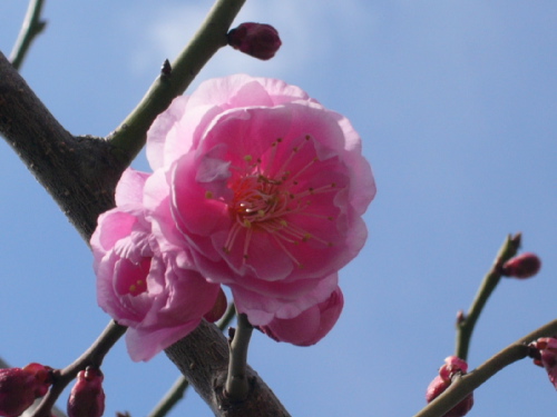 紅梅