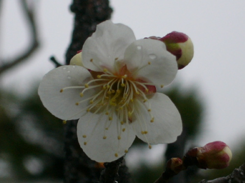白梅