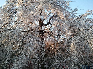 2011-04-04 06.18.44.jpg