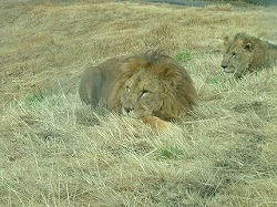 DSCF4690.jpg