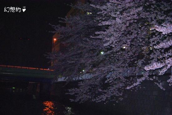 20100408 夜桜.jpg