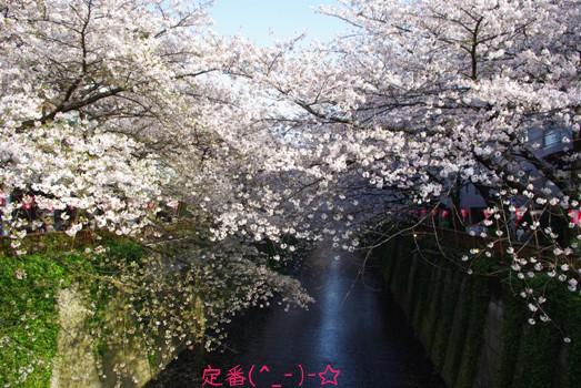 20100411 ナカメの桜.jpg