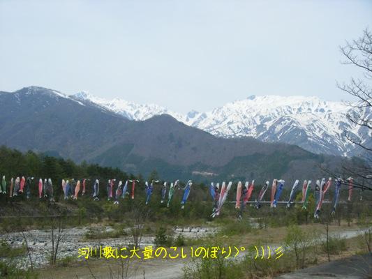 20090504 こいのぼり.jpg