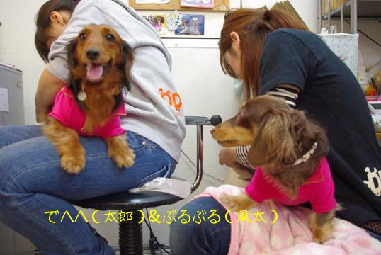 20091213 兄ちゃん　なじぇ笑う？.jpg