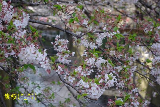 20100411 葉桜もキレイ！.jpg