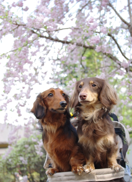 20100417 桜とコラボ.jpg