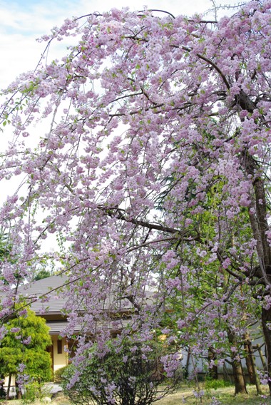 20100417 枝垂れ桜.jpg