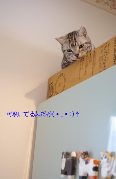 20100703 ちょび.jpg