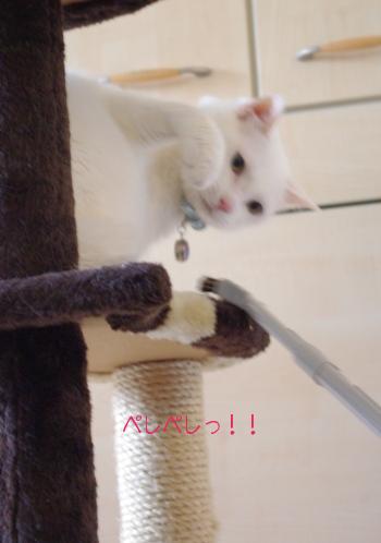 20100504 猫パンチ.jpg