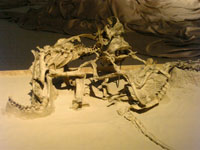 20070826Velociraptor_protoceratops