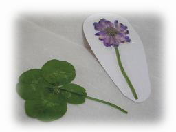 四葉のクローバー＆レンゲ