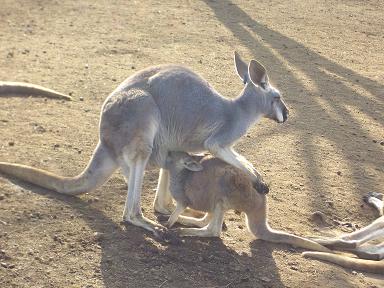 カンガルーの親子。