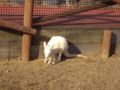 シロカンガルー。