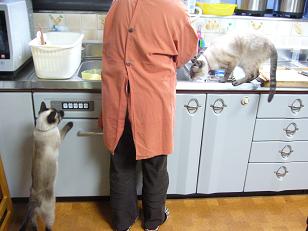 ツナ缶が気になる猫たち。