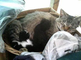 母猫さんと子猫ちゃん。