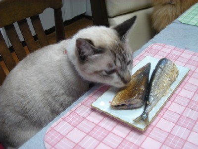 秋刀魚とみいちゃん。
