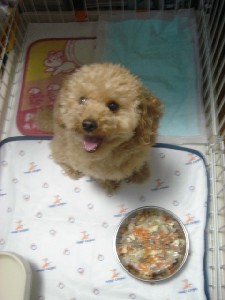 おあずけ・ココマ。