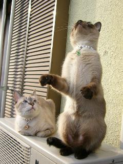猫たち２。