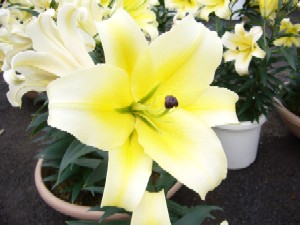 でっかいユリ。