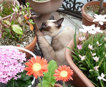 お花に囲まれたモグ。