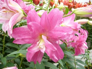 花びらの多いユリ。