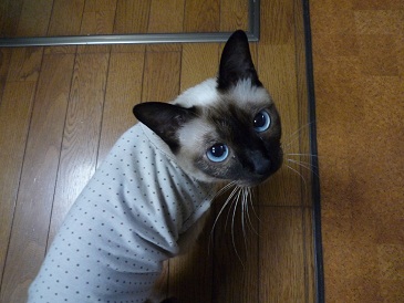 水玉お洋服を着たモグ。