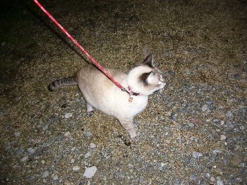 夜のお散歩中のみい子。