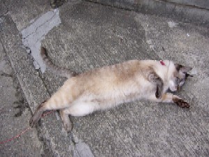 ゴロみい。