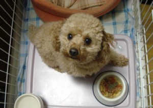 おあずけマル。