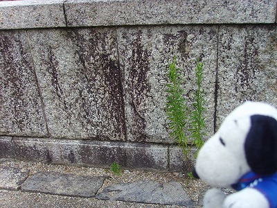 ここでカメラをかまえたね。