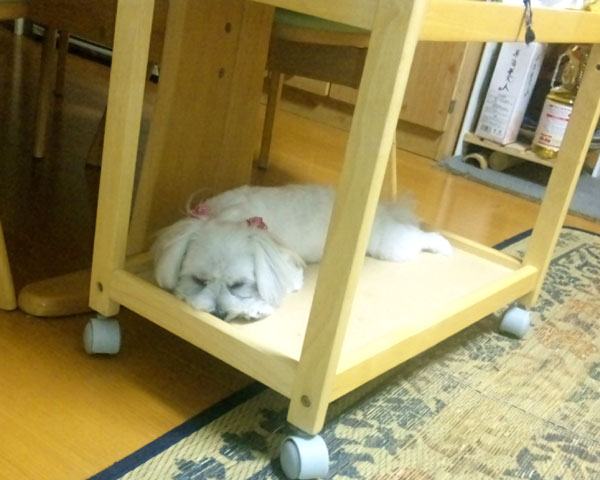 やっぱり定位置のようで・・・