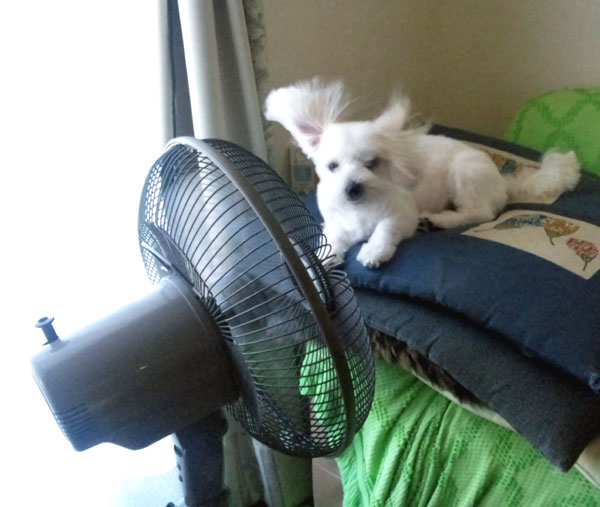 風に吹かれて・・・やっぱ暑いのは一緒ね。