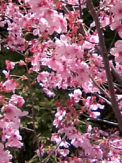 さくら３