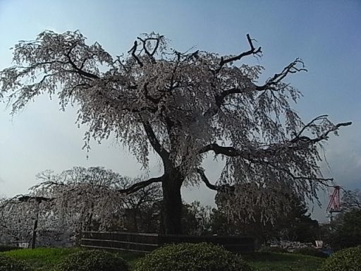 円山公園の桜.jpg