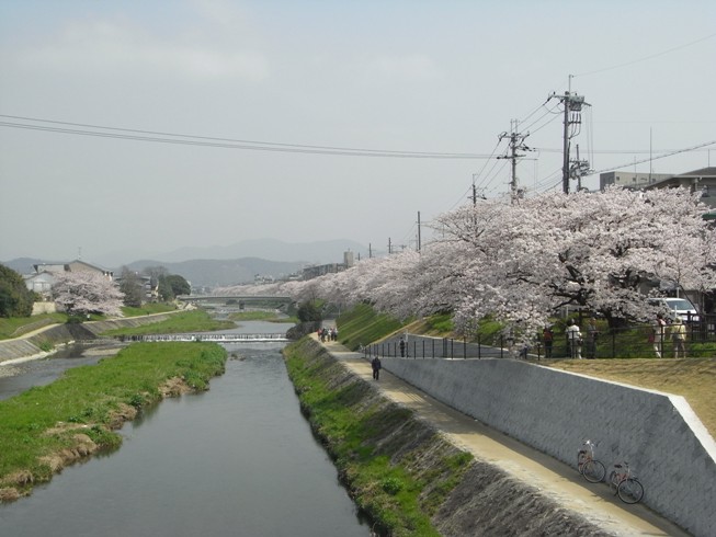 京都の桜.jpg