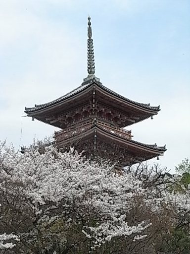 清水の桜.jpg