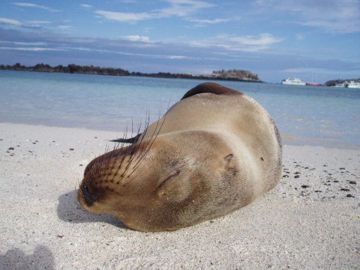 Lobo　de　Galapagos