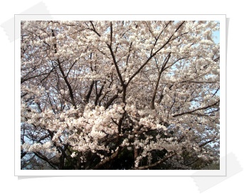 sakura