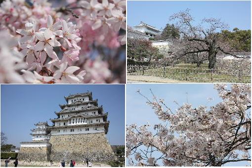 桜は5分咲き