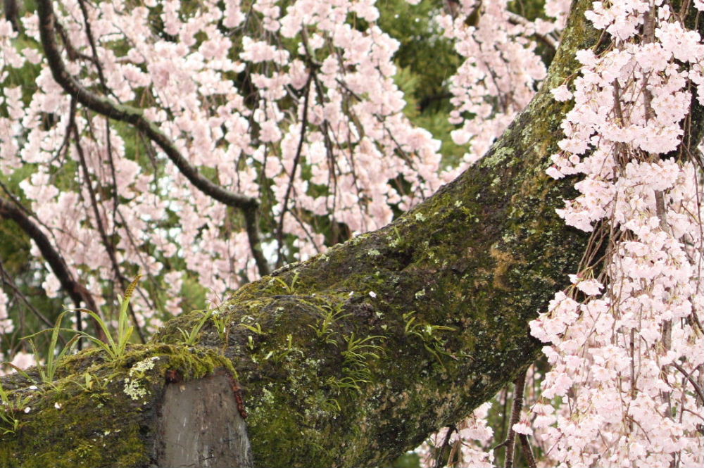 苔はえて。。