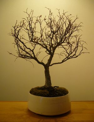 bonsai