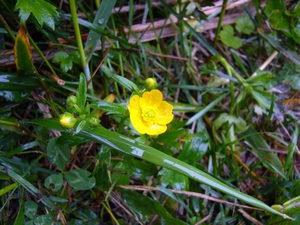 礼文の高山植物