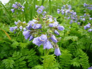 紫の花