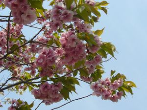 南殿(ﾅﾝﾃﾞﾝ)　これも桜。