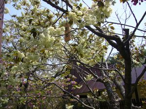 黄色い桜。