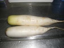 小ぶりの大根.JPG