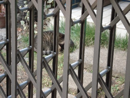 あ、猫さんだ。